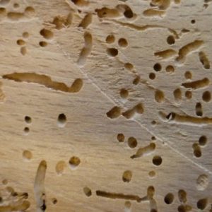 Woodworm Cheltenham